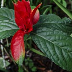  - Creció al punto de convertirse en una colección de plantas vivas