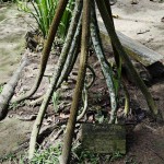  - Creció al punto de convertirse en una colección de plantas vivas