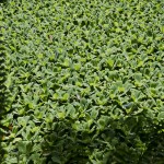  - Creció al punto de convertirse en una colección de plantas vivas