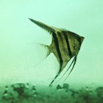  - Creció al punto de convertirse en una colección de plantas vivas