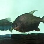  - Creció al punto de convertirse en una colección de plantas vivas