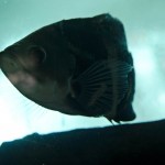  - Creció al punto de convertirse en una colección de plantas vivas