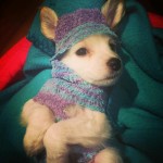  - La homeopatía salvó a mi perro Bruno del moquillo 