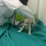  - La homeopatía salvó a mi perro Bruno del moquillo 