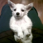  - La homeopatía salvó a mi perro Bruno del moquillo 