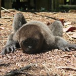  - La dicha de ver una rata