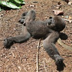  - La dicha de ver una rata