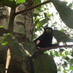  - La dicha de ver una rata