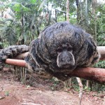  - La dicha de ver una rata