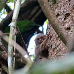  - La dicha de ver una rata