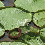  - La dicha de ver una rata