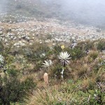  - Mi personaje del año