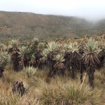  - Mi personaje del año