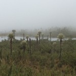  - Mi personaje del año