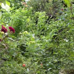  - De Vietnam a Lorica