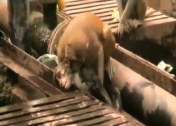 Video: Heroico mono salva a otro de morir después de electrocutarse