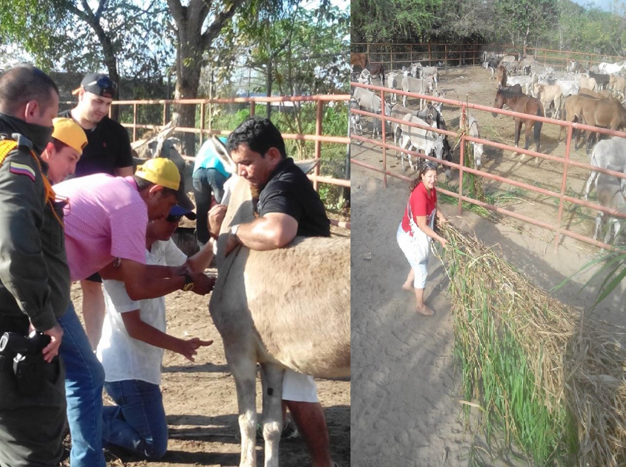 Araucanos se solidarizan con Burros y Caballos incautados por la policía