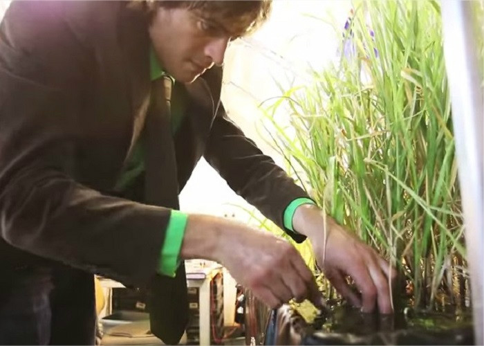 ¡Impresionante!, las plantas vivas que producen electricidad