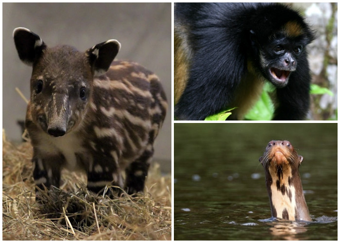 Especies muy colombianas en riesgo de desaparecer