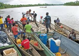 Alerta en el Atrato por extinción del Bocachico