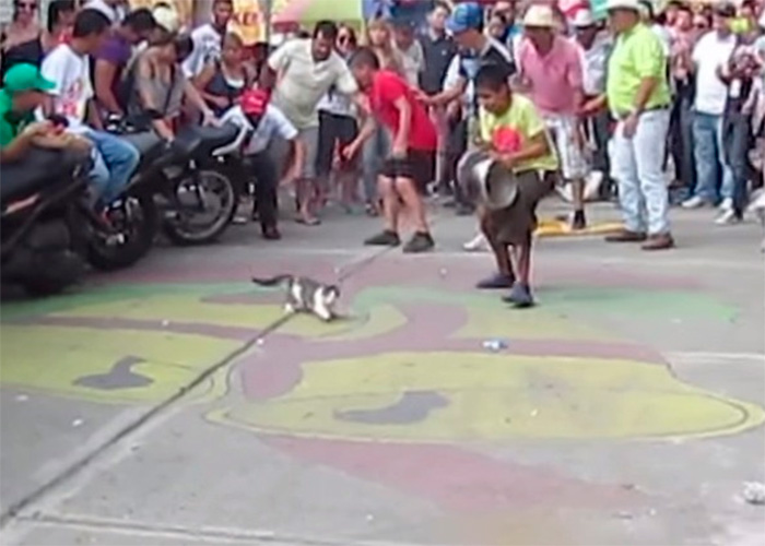 El maltrato animal con las “carreras de gatos”