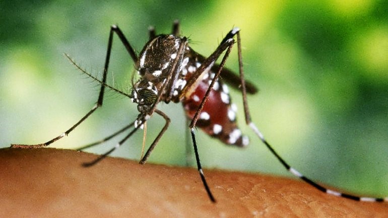 Chikungunya, un nombre exótico para un virus indescriptible