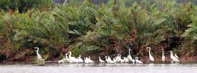  - Una imagen vale más que mil palabras