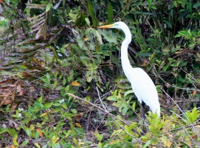  - Una imagen vale más que mil palabras