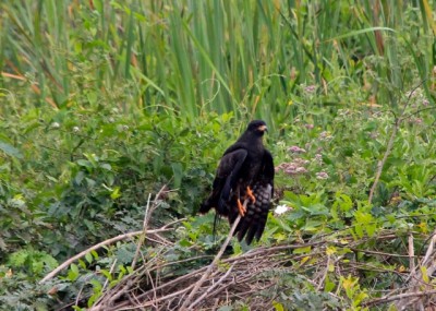  - Una imagen vale más que mil palabras