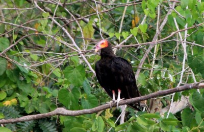  - Una imagen vale más que mil palabras