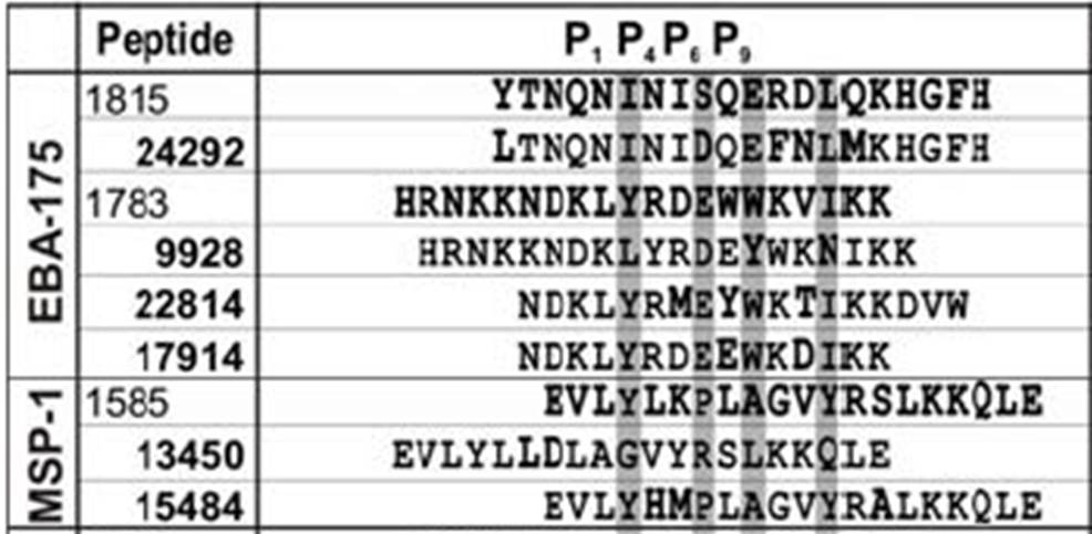 ¿Fracasó Patarroyo?