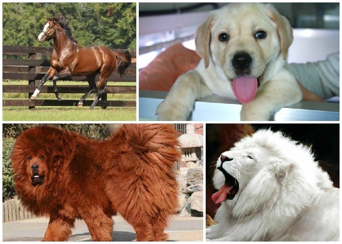 Las mascotas más caras del mundo