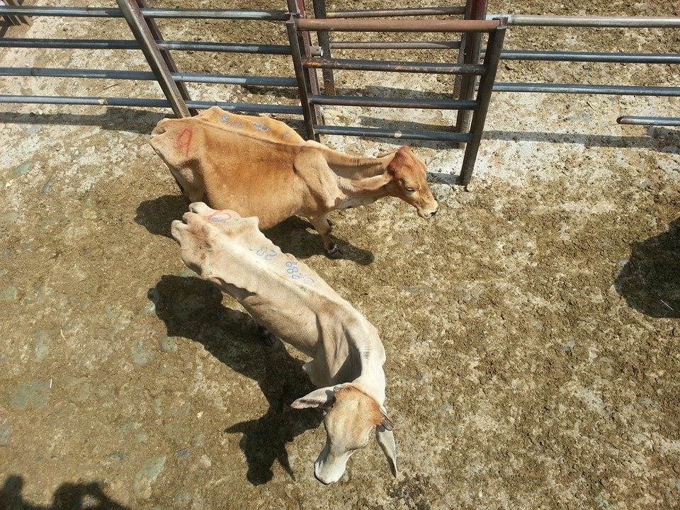 Descuido animal en la Feria de Ganado de Medellín