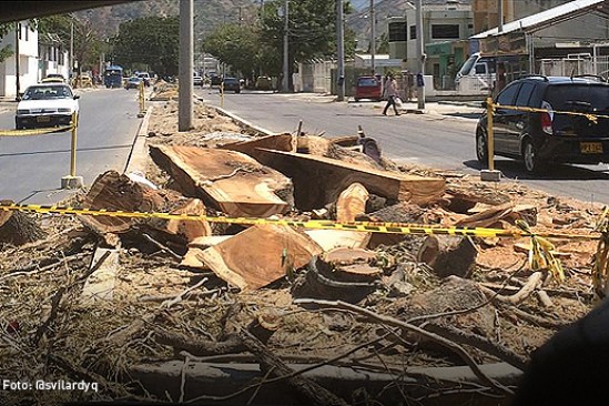¿Arboricidio en Santa Marta?