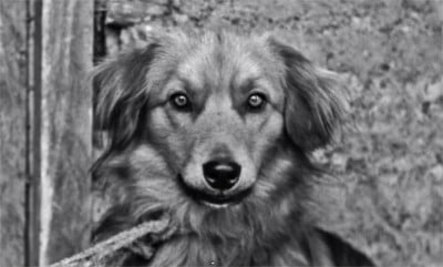  - Los modernos en su intimidad profesional