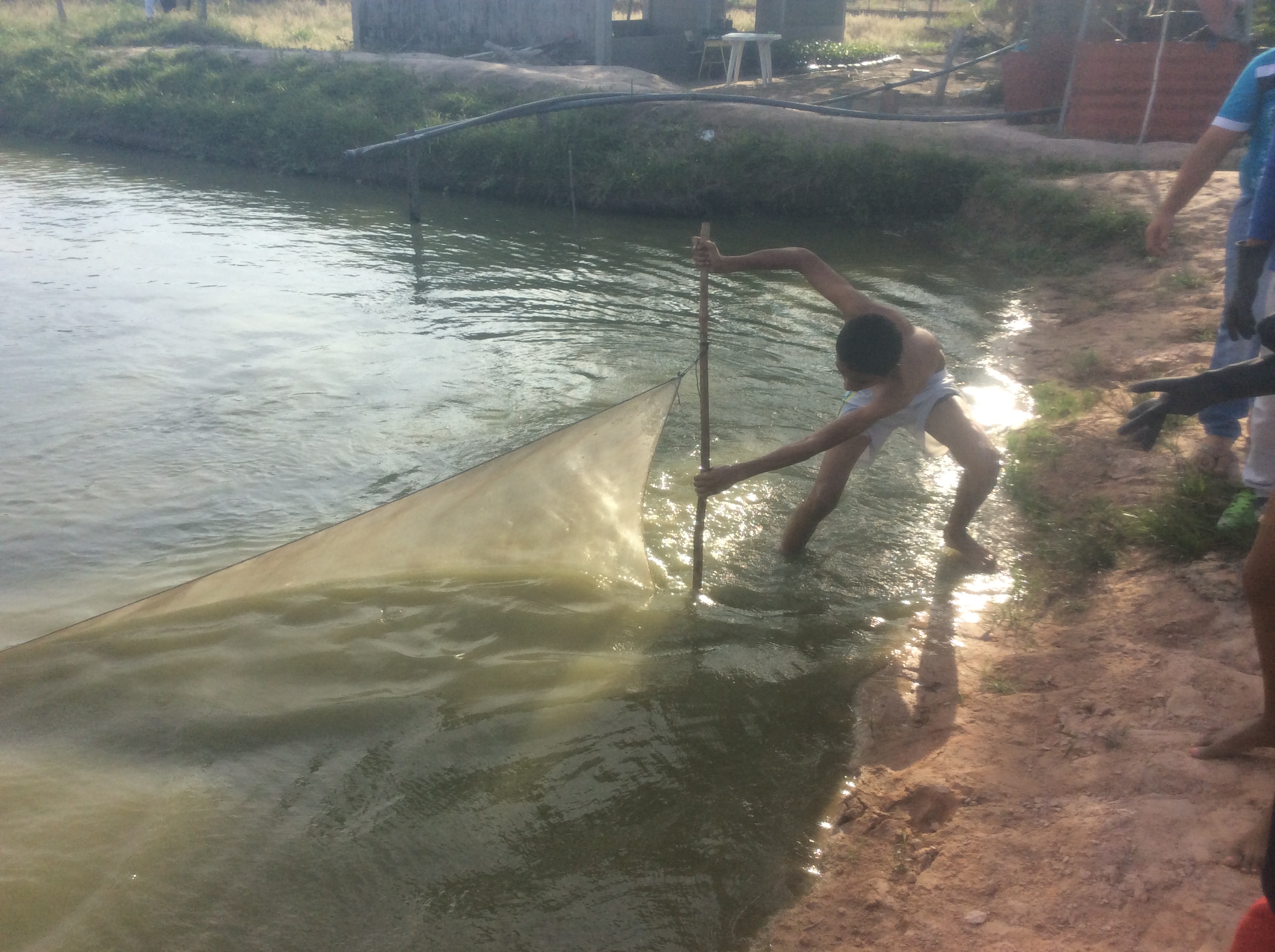 COLEGIO JOSÉ ANTONIO GALÁN LOGRA SACAR ADELANTE PROYECTO PISCÍCOLA.