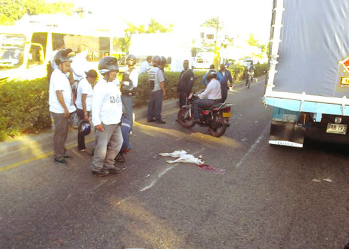 Perros y aves las otras víctimas de los choferes