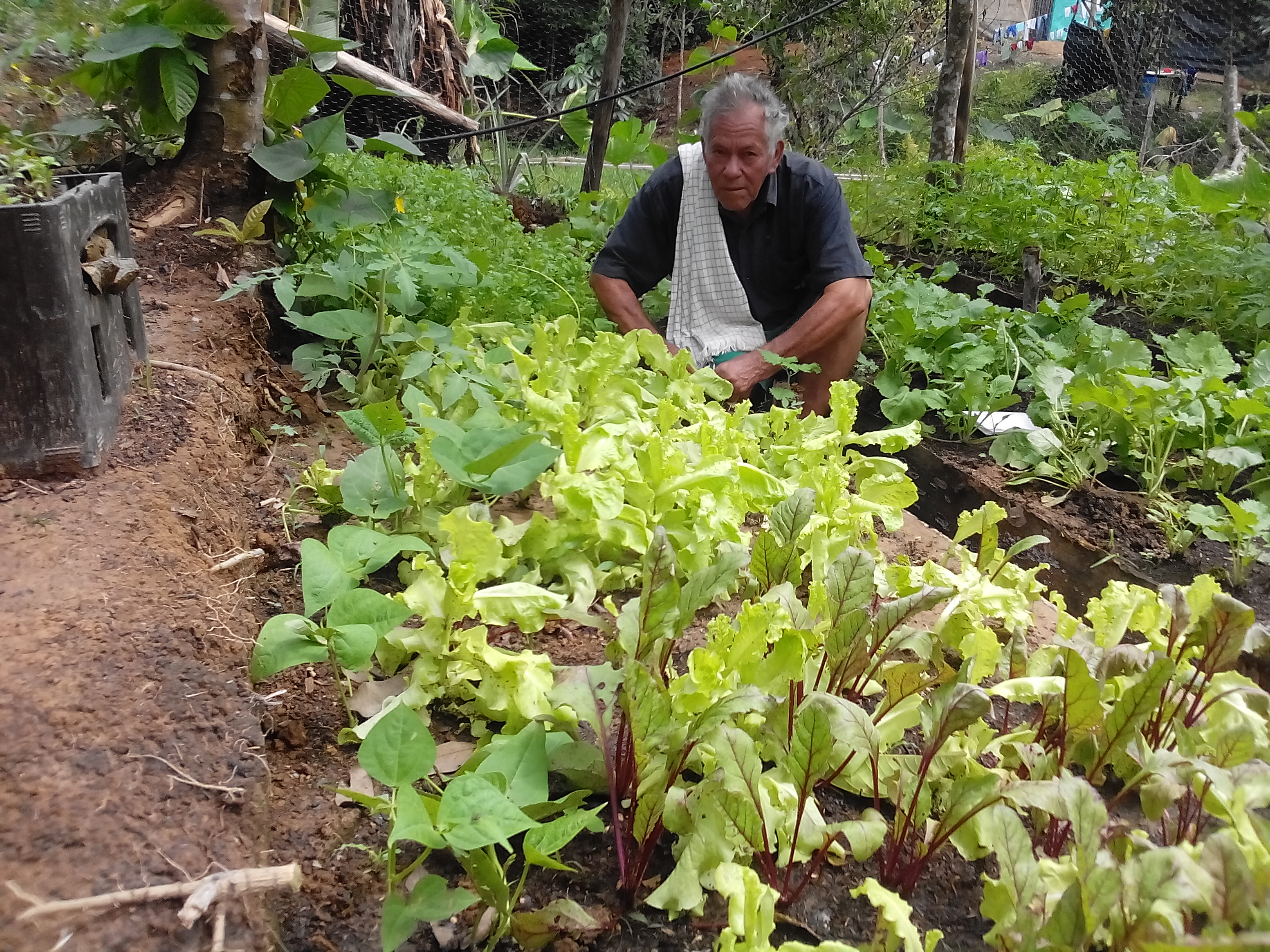 Esquivar la violencia con plantas medicinales