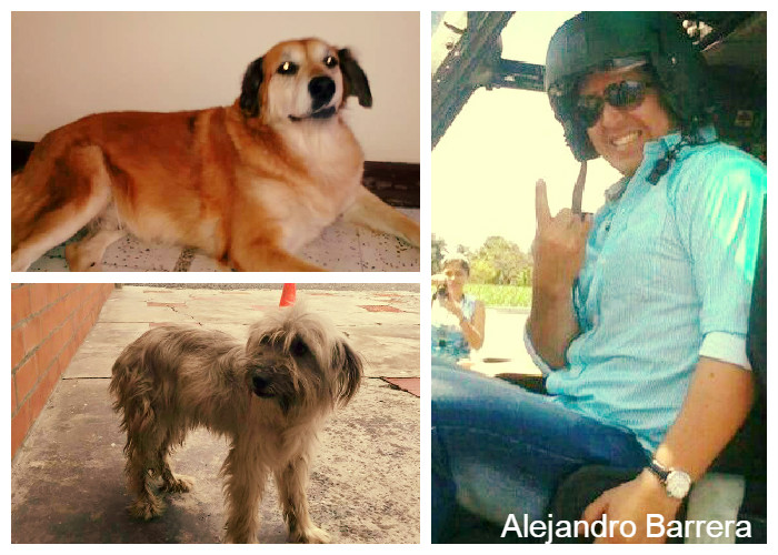 ¿ONG vendió perros para peleas clandestinas?