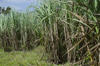  - Los espíritus del Caquetá