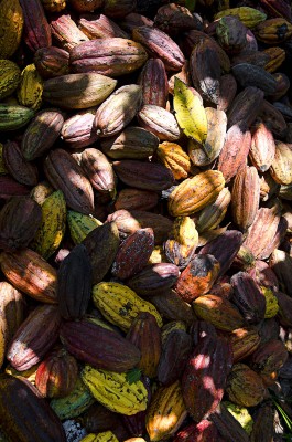  - Los espíritus del Caquetá