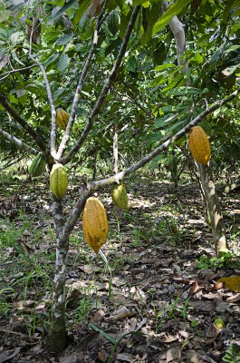  - Los espíritus del Caquetá