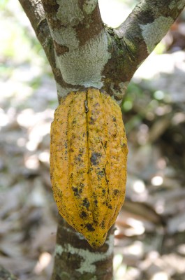  - Los espíritus del Caquetá