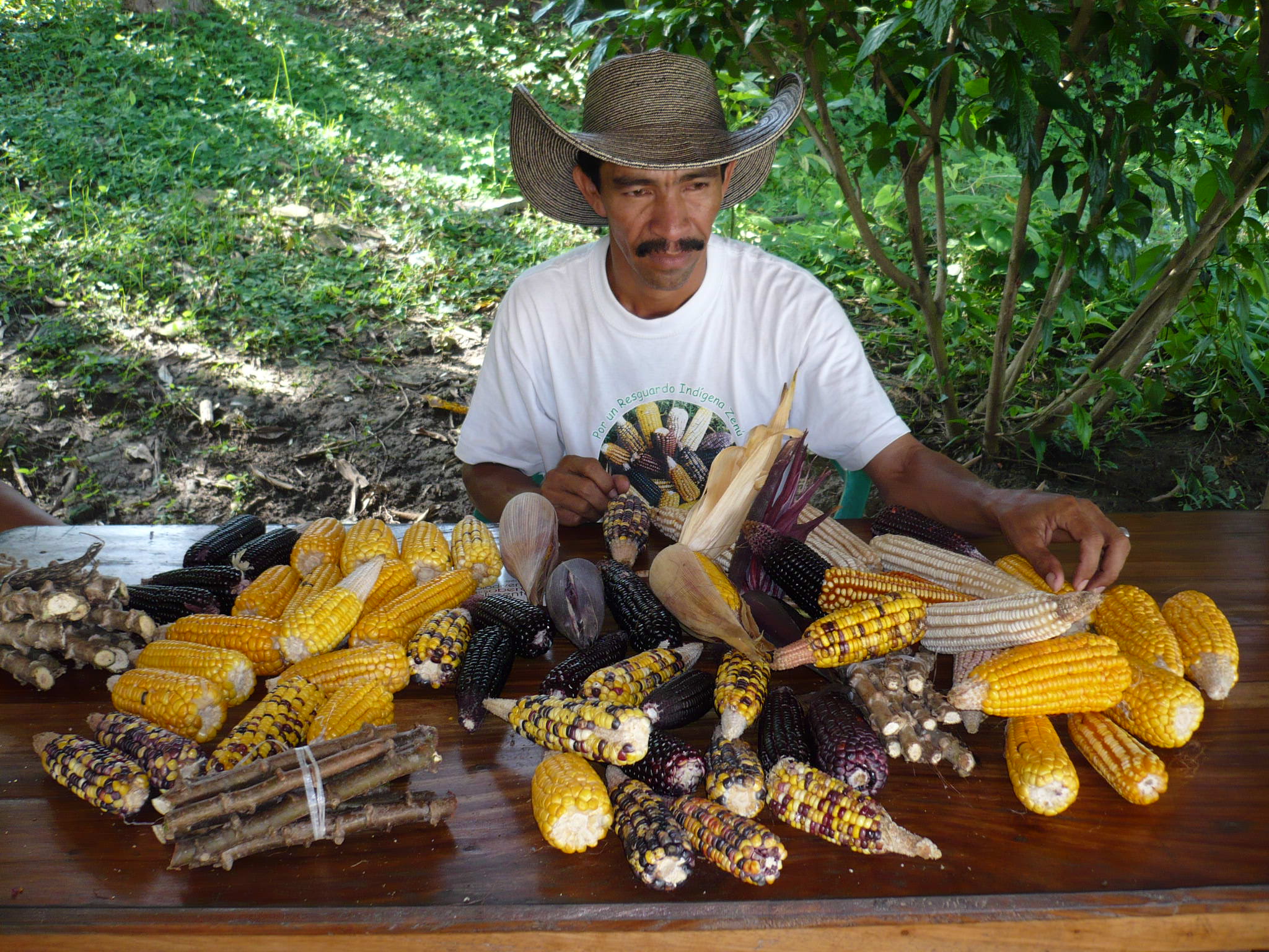 Los resistentes al TLC de Cañamomo y Lomaprieta   