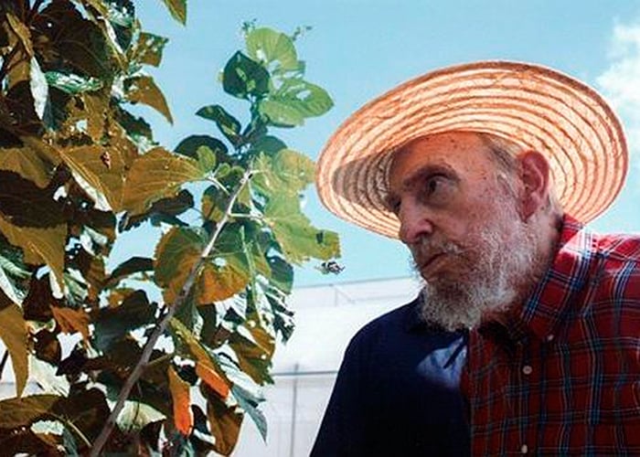La hierba que mantiene vivo a Fidel Castro