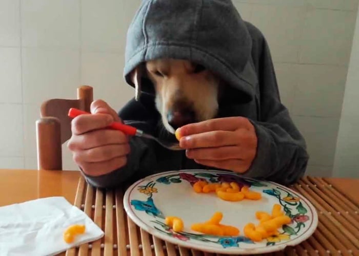 Perros: ¡No más concentrados, a comer como humanos!