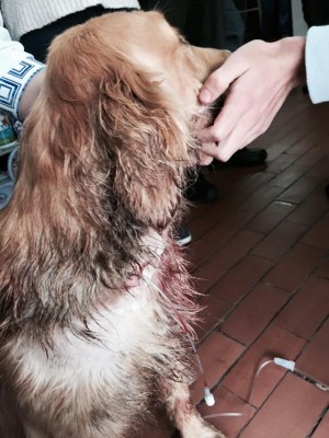  - Policía habría disparado contra una indefensa perrita