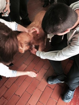  - Policía habría disparado contra una indefensa perrita