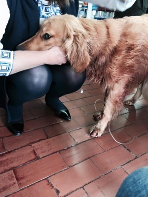  - Policía habría disparado contra una indefensa perrita