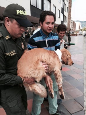 - Policía habría disparado contra una indefensa perrita